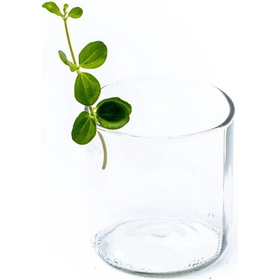 Gardners Peperomia rotundifolia - řízek k zakořenění Peperomie, Pepřinec
