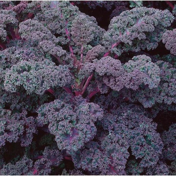 Image 1 of Seklos Кейл къдрав Скарлет Skarlet