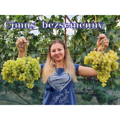 Vinič Cimus Kišmiš, stolový rezistentný bezsemenný s muškátovou chuťou. Vrúbľovaná sadenica..