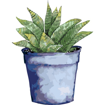 ZUTY Malování podle čísel SUKULENT V MODRÉM KVĚTINÁČI ALEXANDRIA GILBERT Rozměr 80 x 100 cm Rámování vypnuté plátno na rám