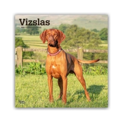 Browntrout Verlags GmbH Vizslas - Kurzhaariger Ungarischer Vorstehhund 2026 - 16-Monatskalender | BrownTrout Publishers Inc