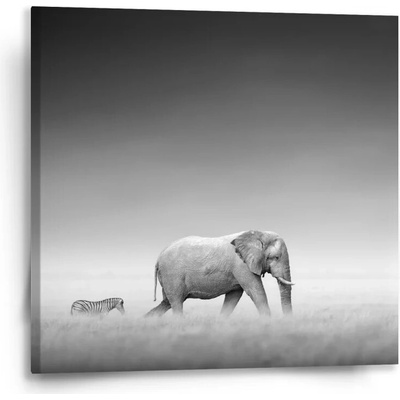 Sablio Obraz Slon a zebra - 50x50 cm