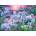 Ravensburger - Puzzle Unicorns in the Sunset XXL 150 pieces - 150 piese
