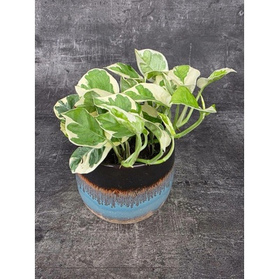 Epipremnum NJoy 12 cm (Šplhavnice s nádherně žíhanými listy)