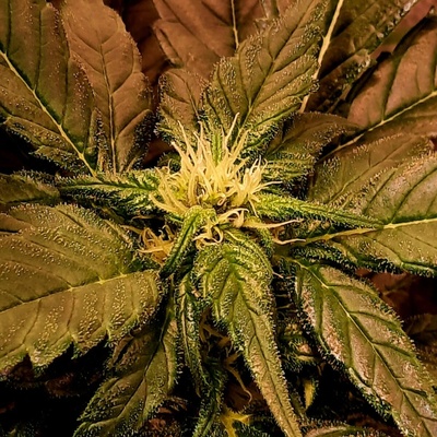 Mr. Nice Shit regular semena neobsahují THC 15 ks