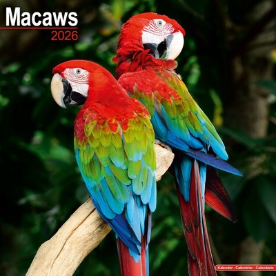 Macaws, 30,5 x 30,5 30,5 x 61 cm 2026