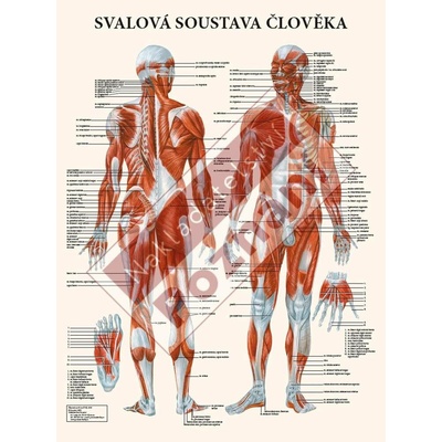 Plakát svalová soustava 63x47cm
