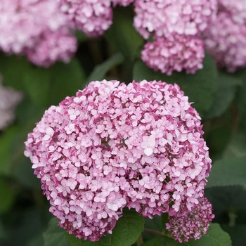 Image 1 of Proven Winners® Sweet Annabelle® - Хортензия arborescens - Proven Winners®