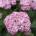 Proven Winners® Sweet Annabelle® - Хортензия arborescens - Proven Winners®