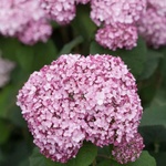 Proven Winners® Sweet Annabelle® - Хортензия arborescens - Proven Winners®