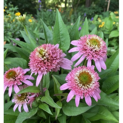 Třapatkovka Echinacea 'Butterfly Kisses' 1 ks