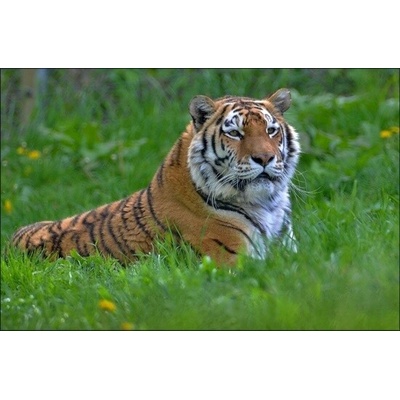 VIP prohlídka ZOO Tábor – navštivte království zvířat klidně s celou rodinou