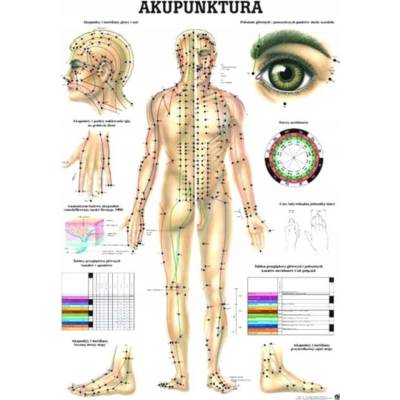 Anatomická tabuľa - akupunktúra 100 x 70 cm