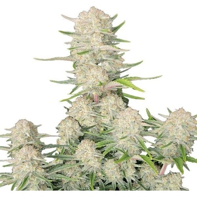 Fastbuds Apricot Auto semienka neobsahujú THC 10 ks