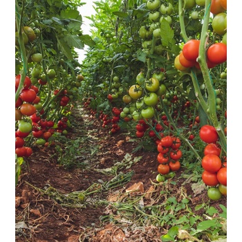 BIO Paradajka Matina - Solanum lycopersicum - bio semená paradajky - 15 ks