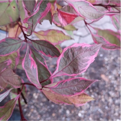 Cornus alba 'Miracle' km90 C5L