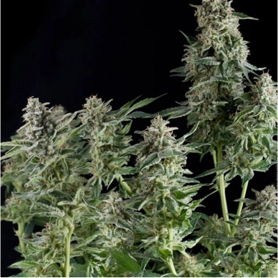 Pyramid Seeds Auto Northern Lights semienka neobsahujú THC 3 ks