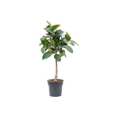 Fikus - Ficus elastica "Robusta" Stem 30x140 cm