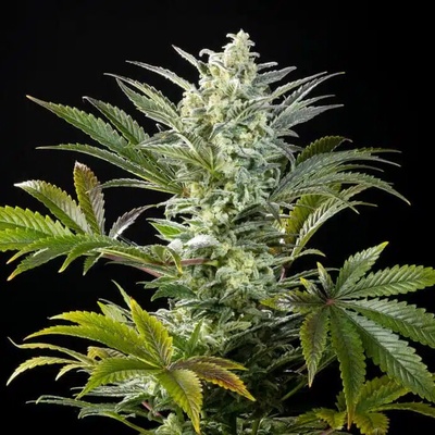 Kannabia Seeds Clementine Slush BioBoost semena neobsahují THC 3 ks