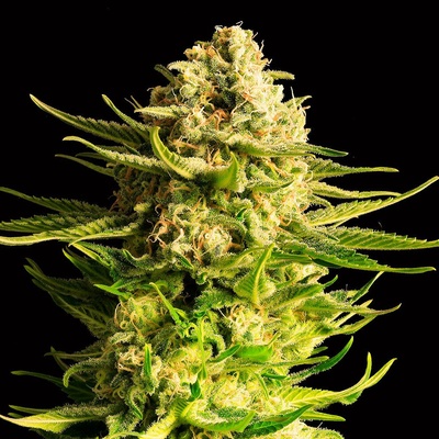 Kannabia Seeds Indica Cream semienka neobsahujú THC 100 ks