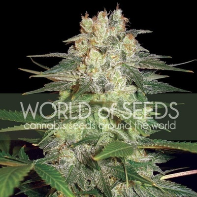 World of Seeds Afghan Kush Ryder semena neobsahují THC 3 ks