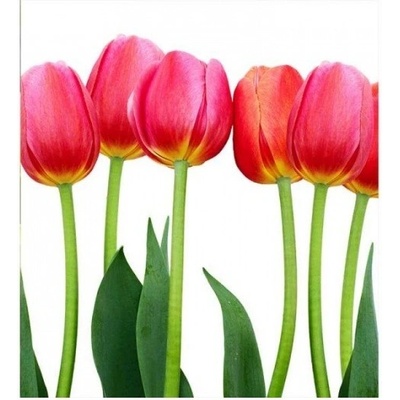 DIMEX MS-3-0126 vliesová fototapeta na zeď Tulipány, rozmery 225 x 250 cm