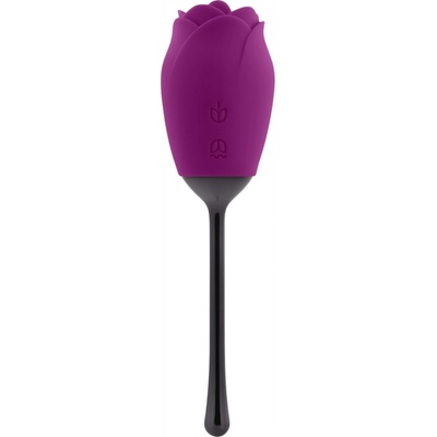 Playboy Pleasure Petal Wild Aster
