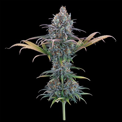 Brothers Grimm Seeds Cinderella Purple semienka neobsahujú THC 9 ks