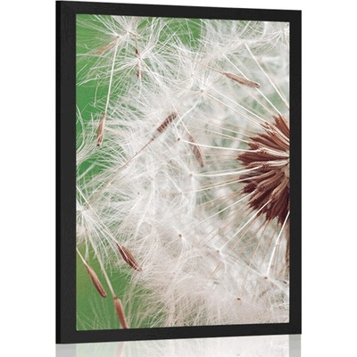 Plakát detail pampelišky - 40x60 silver