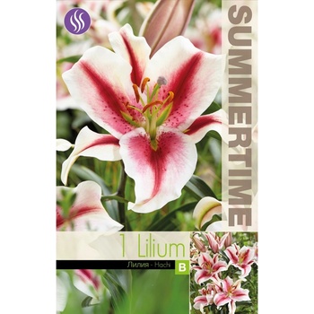 Seklos Лилиум Decorative Double Hachi - 1 бр луковицa