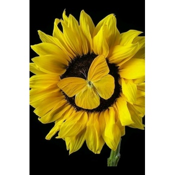 Image 1 of Слънчоглед и пеперуда 25/35 см