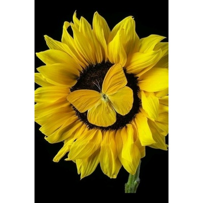 Слънчоглед и пеперуда 25/35 см