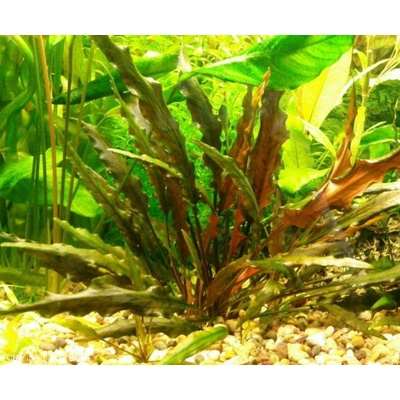 Cryptocoryne wendtii brown