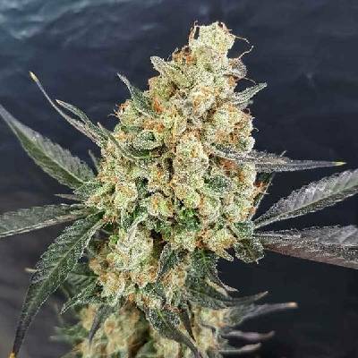 Freedom Of Seeds Doctor Kush semena neobsahují THC 3 ks