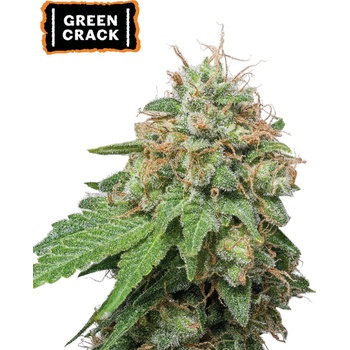 Seedstockers Green Crack Auto semena neobsahuji THC 5 ks