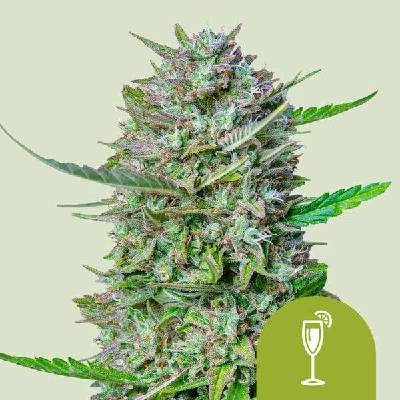Royal Queen Seeds Mimosa AUTO semena neobsahují THC 3 ks