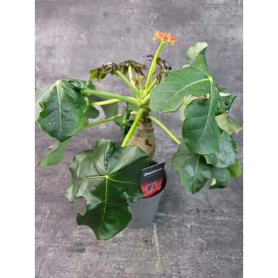 Jatropha Podagrica Orange 13 cm (Dávivec břichatý)