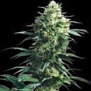 Sensi Seeds Mother´s Finest regular semena neobsahují THC 10 ks