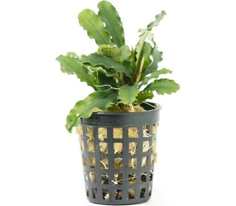 Bucephalandra Green wavy