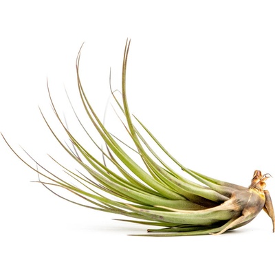 Gardners Tillandsia melanocrater red Tillandsie, kykatka