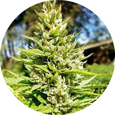 Top Tao Seeds Top Tao Mix 2 regular semienka neobsahujú THC 15 ks