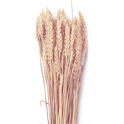 Dekorace sušiny TRITICUM-PŠENICE hladká 40g