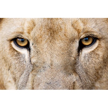 DIMEX ART s. r. o Флизелинов фототапет поглед на лъв 375 x 250 см