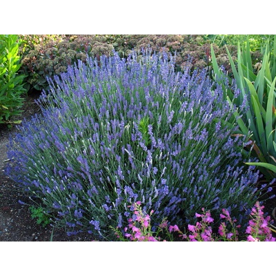 levandule-online.cz Levandule Hidcote Blue levandule lékařská 14 cm
