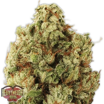 Heavyweight Seeds Green Ninja semienka neobsahujú THC 10 ks