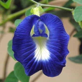 Цветя - Клитория тернатея (Clitoria ternatea) - Синя - 20 семена (514372)