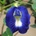 Цветя - Клитория тернатея (Clitoria ternatea) - Синя - 20 семена (514372)