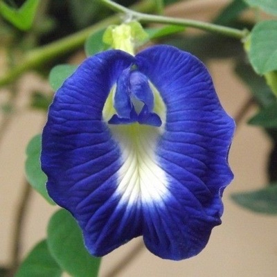 Цветя - Клитория тернатея (Clitoria ternatea) - Синя - 20 семена (514372)