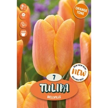 Royal De Ree Holland Květinové cibulky Tulipa Bellville 7 ks