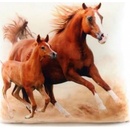 Lamps vankúš fotopotisk Koně 33x33